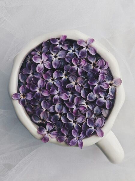 Photograph Maria Stankevich Lilac Bush on One Eyeland